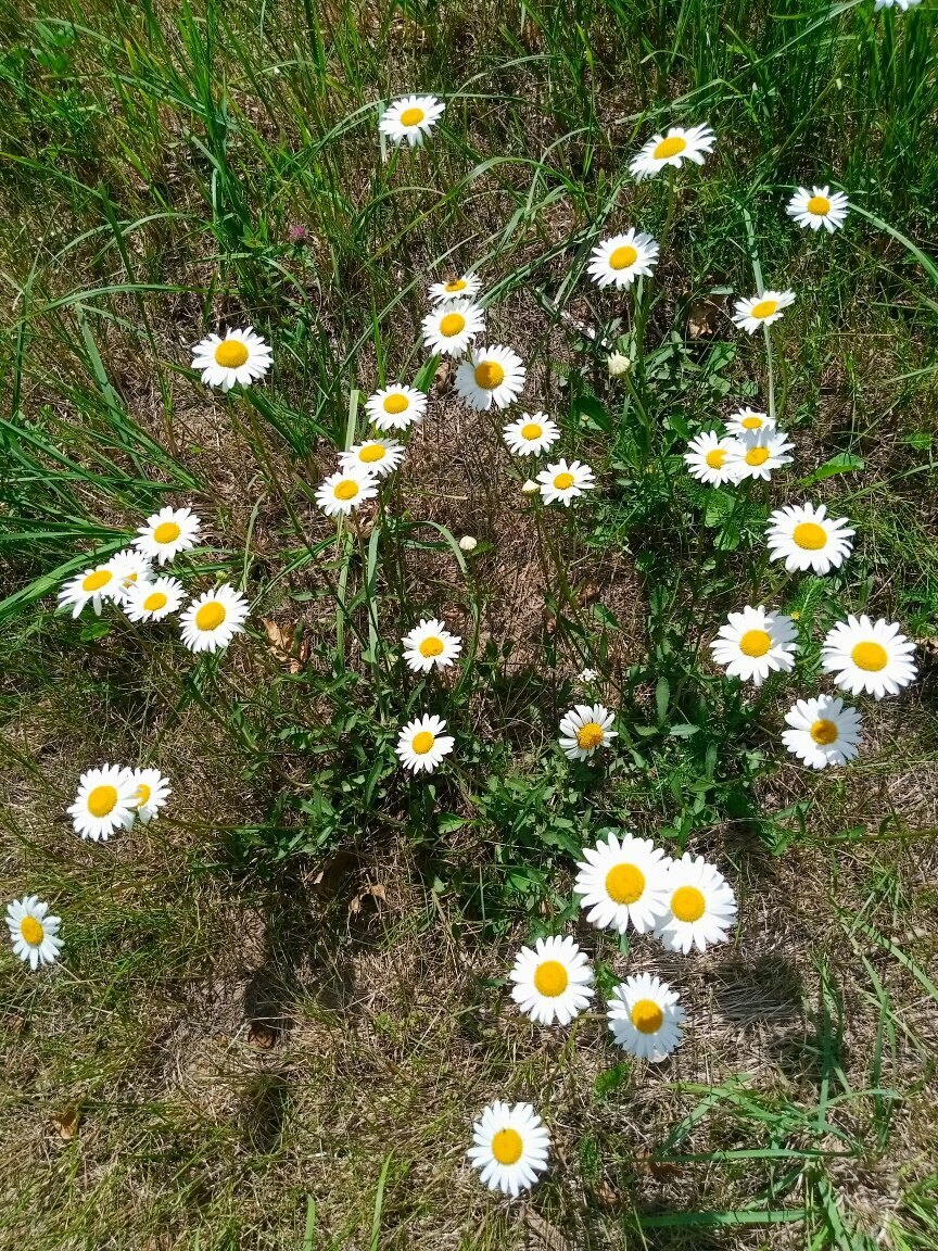 Отель Кантри Сестрорецк-83